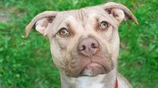 ADOPT LILLY - Your one-stop shop for tail wags and kisses!