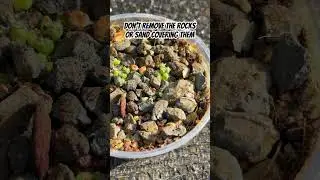 Growing cactus seedlings 😍
