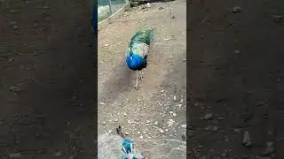 pitoresc