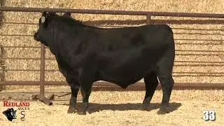 Redland Angus Lot 33