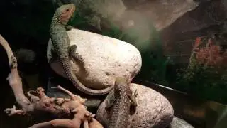 Feeding caiman lizards food, habitat, and  setup