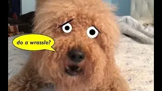 Goldendoodle and Cockapoo GET CRAZY