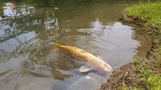 WALK AROUND IN THE GARDEN POND IN JAPANESE STROLL GARDEN OF MONTR&Eacute;AL QUEBEC CANADA🇨🇦🇨🇦🇨🇦(#4)