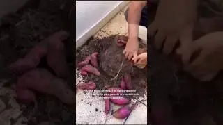 como cultivar batata doce em vasos.