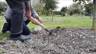 REENSEMENCEMENT d'arbres truffiers