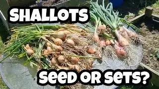 Harvesting Shallots Jemor & Zebrune