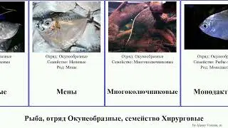 Рыба, отряд Окунеобразные, семейство Хирурговые зубатка колюшка fish Обыкновенный групер Полосатый
