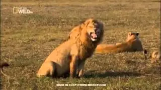O le&atilde;o  risinho