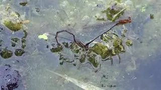 Slender Spreadwing Damselflies Mating 1 HQ HD