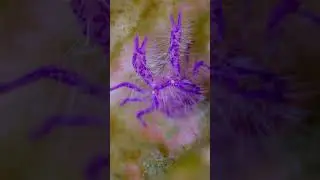 🦞 Hairy Lobster