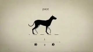 Animal Gaits for Animators studying