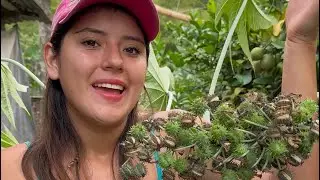 As&iacute; de f&aacute;cil es hacer el Aceite de Resino ~ Saida ZC ~ 💚