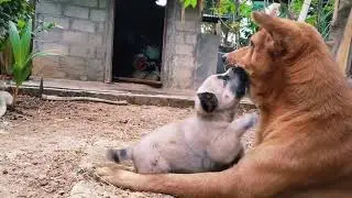 dunia anjing