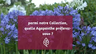 Collection Agapanthes Rou&eacute; P&eacute;pini&egrave;res