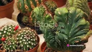 What are Succulents ?