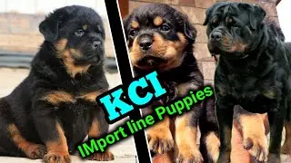 Kci registered & IMport line Rottweiler puppies | pick of the litter  Rottweiler