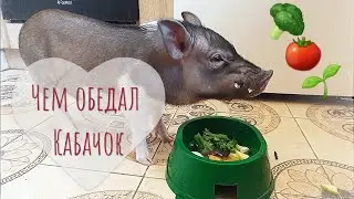 Чем обедал Кабачок. Не каннибал ли он часом?