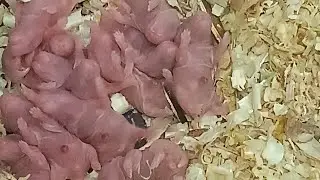 My cute hamster gave birth to her little babies. 15 cute little babies, they are now three days old