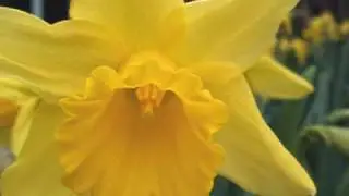 Our daffs are bloomin' marvelous!