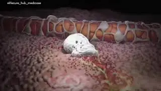 White Blood Cells kya hain? Dekhiye Is video mein #ImmuneSystem #Neutrophils #phagocytosis #wbc 