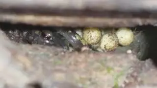 Green Salamander (Aneides aeneus) guarding eggs