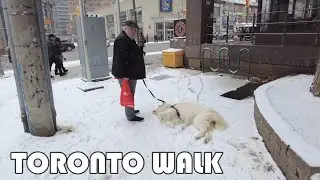 Heavy Snow Walk from North Toronto Collegiate Institute to St Clair Subway Station