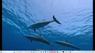 Dolphin 🐬 House Marsa Alam 2025 mit Ida+ Pe