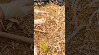 Onion Harvest Time P43 #onion#grape#pruning#agri#kesfet#nature#fruit​@ahmetmece1091@RENKLERVEZEVKLER