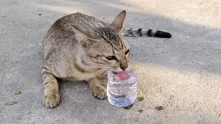 In the hot season, water is truly essential for stray cats.