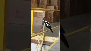 Australian magpie does children's voices, dog bark, car alarm, different bird calls