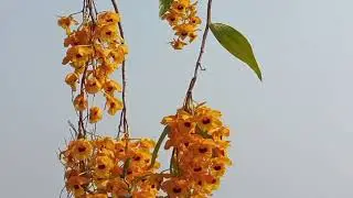 Laruri Youth organisation Orchid Garden with my Wife,,, blooming.