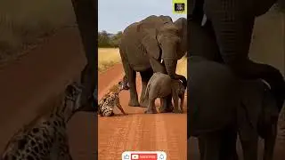 Hyenas try to attack baby Elephant & a wild Elephant / Monkey on Elephant#shorts