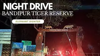 Thrilling Night Drive in Bandipur Tiger Reserve: Elephant Sighting!
