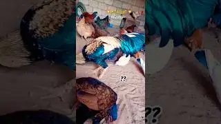 🔥🐓💯Pure Aseel Murga Breed!#aseel #aseelmurga #rooster #aseellovers #youtubeshorts #viralvideo