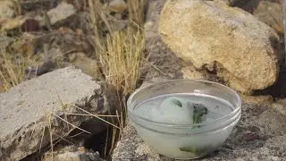 Gelat de llimona i alfabeguera de tercera generació - Uep IB3