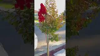 Beautiful 😍. Anyone know this kind of beautiful flower name.? #flowers  #shorts