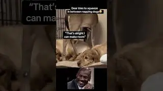 Deer tries to squeeze in between dogs😂 #fypage #viral #animals #dog #deer #fypシ #funny #ytshorts