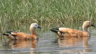 Ruddy Shelduck|Beautiful Species of Ducks Found in India