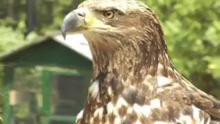 Conservation Minute - Species at Risk