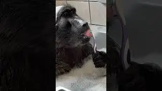 how SMART is this BABOON! 🤯