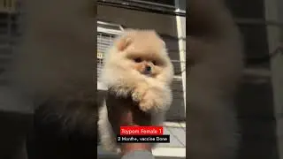 toy pom puppy available in Gurgaon for sell 9625688895