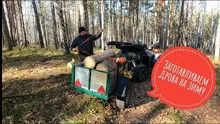 Заготавливаем дрова на зиму #дрова #валежник #квадроцикл 