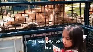 BIKIN MERINDING AUMANNYA WHITE LION ROAAAR!