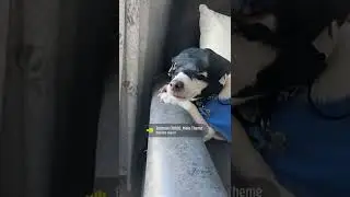 Jack Russell as BatDog