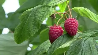 Managing Bees for Pollination and Production