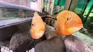 Severums Laid Eggs 🥚 | Gentle Parents Tending Their Future Fry