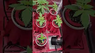 3d Printing and Cannabis