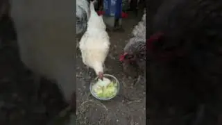 Chickens eating food
