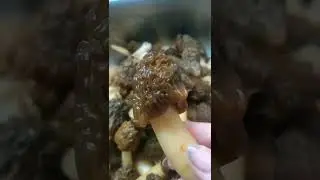 Первые Весенние ГРИБЫ