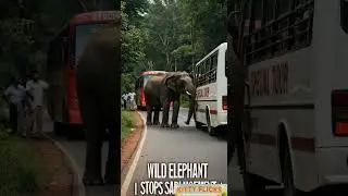 Wild Elephant Attack School Bus in Kerala #wildlife #ai #elephant #animation #travel #kerala #india